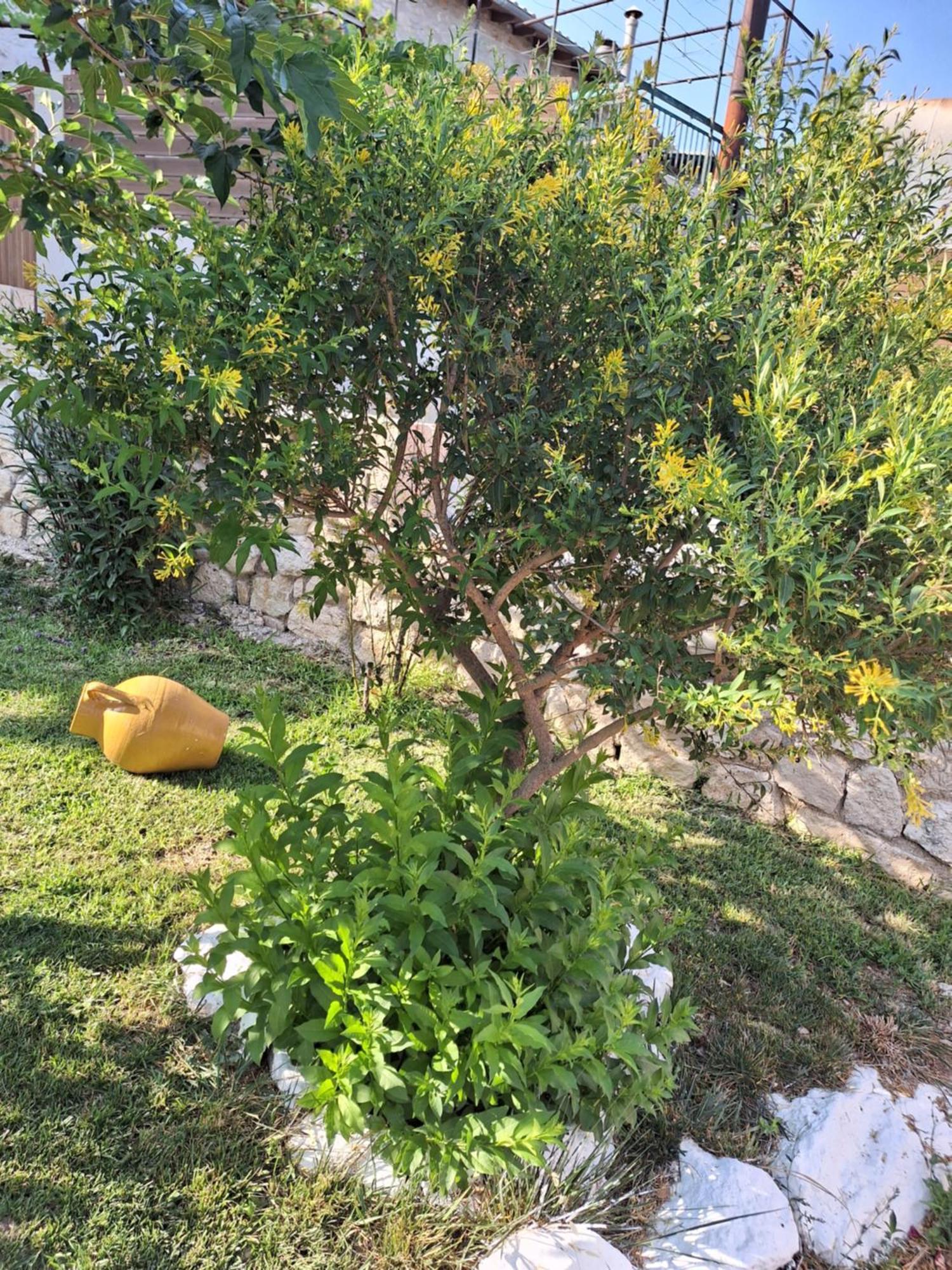 Guest House Tsanes Pinakokhorion Exterior foto